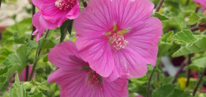 LAVATERA 'Burgundy Wine'