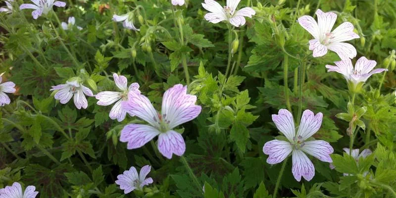 GERANIUM oxonianum 'Katherine Adele'