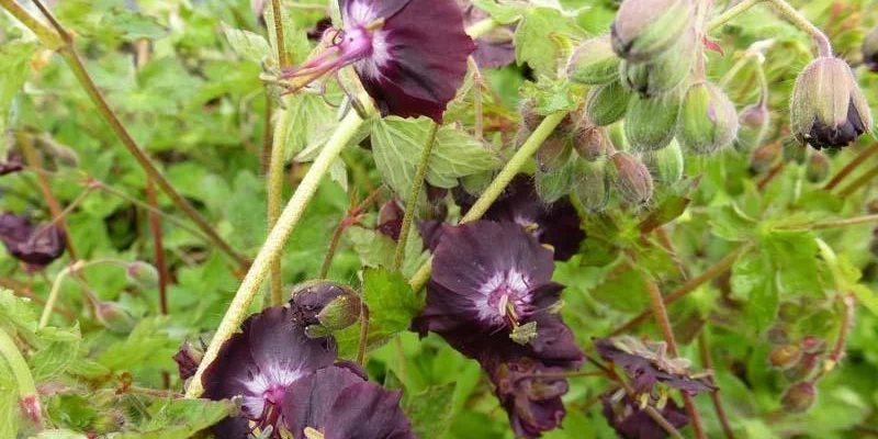 GERANIUM phaeum 'Angelina' - Géranium vivace