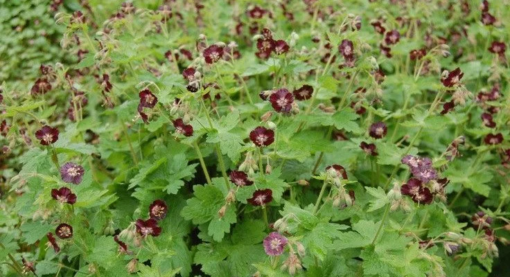 GERANIUM phaeum 'Angelina' - Géranium vivace