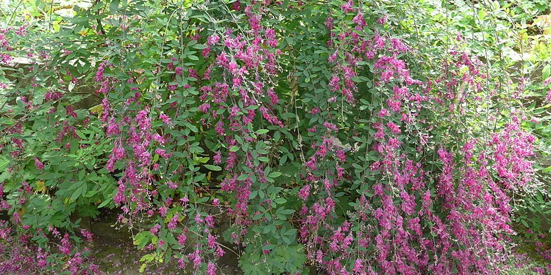 LESPEDEZA thunbergii - Lespedeza de Thunberg