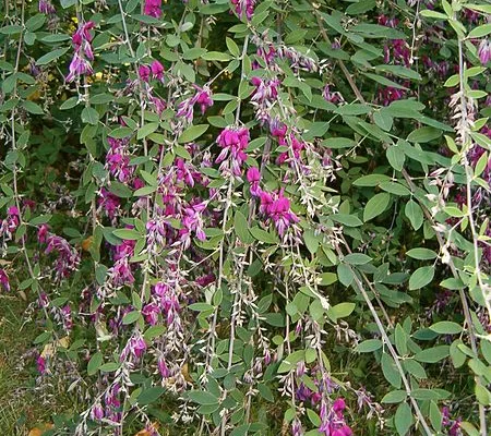 LESPEDEZA thunbergii - Lespedeza de Thunberg