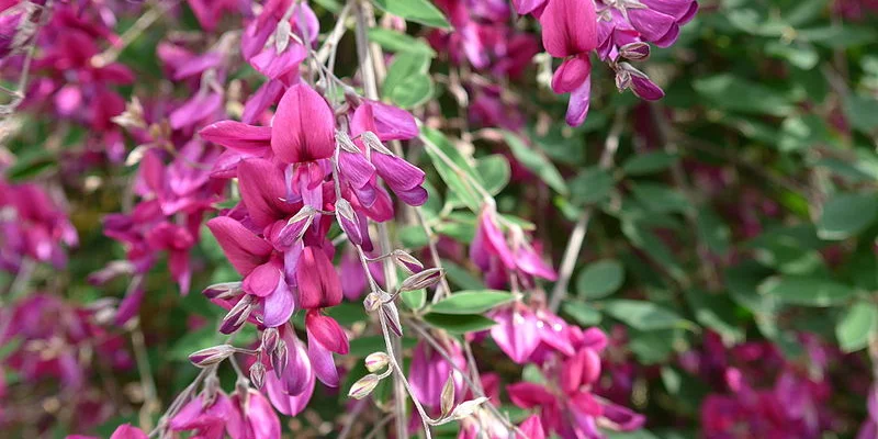 LESPEDEZA thunbergii - Lespedeza de Thunberg