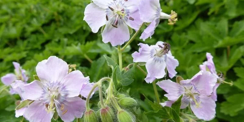 GERANIUM phaeum 'Joan Baker' - Géranium vivace