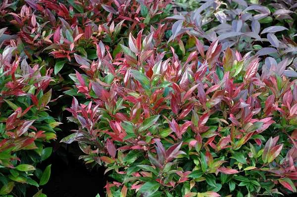 LEUCOTHOE fontanesiana 'Zeblid' - Arbuste nain au feuillage persistant