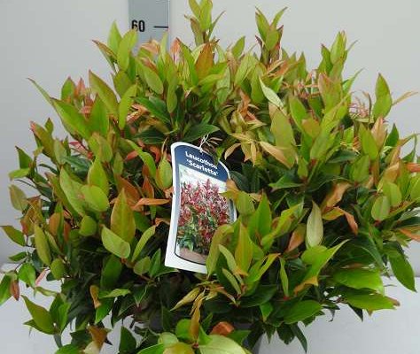 LEUCOTHOE fontanesiana 'Zeblid' - Arbuste nain au feuillage persistant