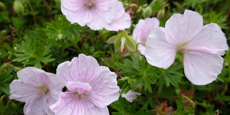 GERANIUM sanguineum 'Apfelblüte'