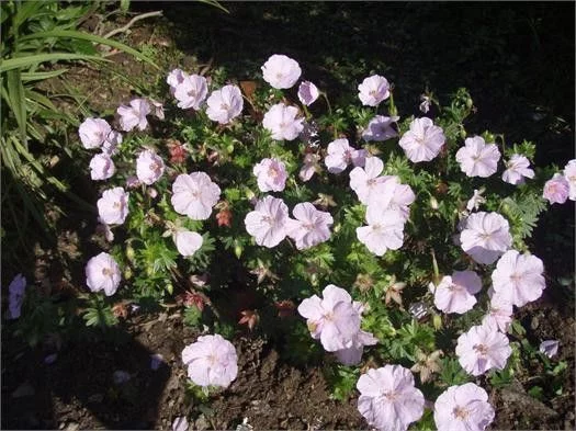 GERANIUM sanguineum 'Apfelblüte'