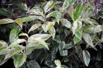 LEUCOTHOE walteri 'Rainbow' - Arbuste nain au feuillage persistant