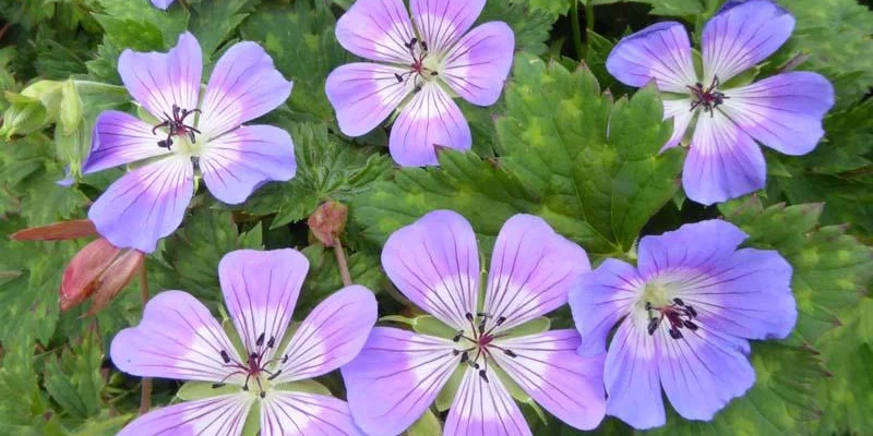 GERANIUM wallichianum 'Rise and Shine' - Géranium vivace