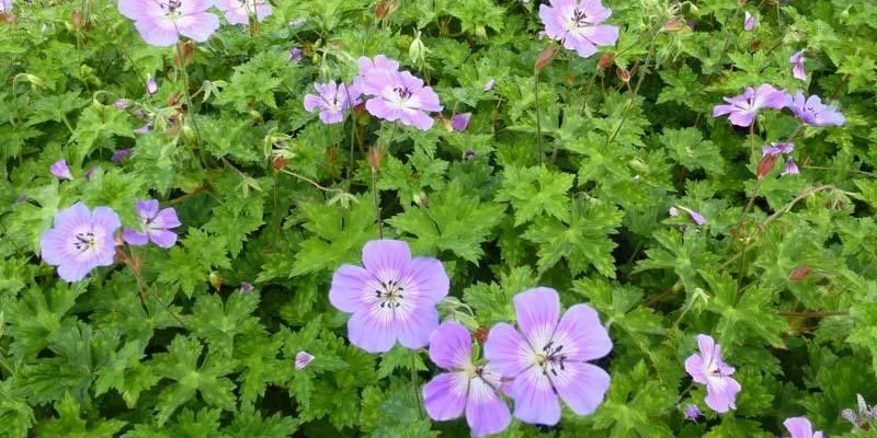 GERANIUM wallichianum 'Rise and Shine' - Géranium vivace