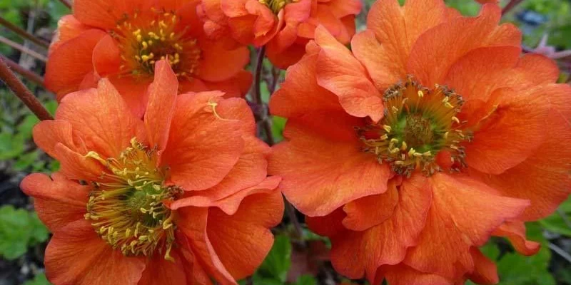 GEUM chiloense 'Dolly North' - Benoîte