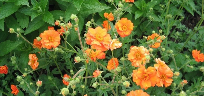 GEUM chiloense 'Dolly North' - Benoîte