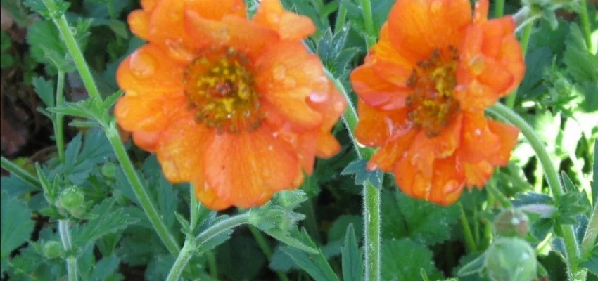 GEUM chiloense 'Dolly North' - Benoîte