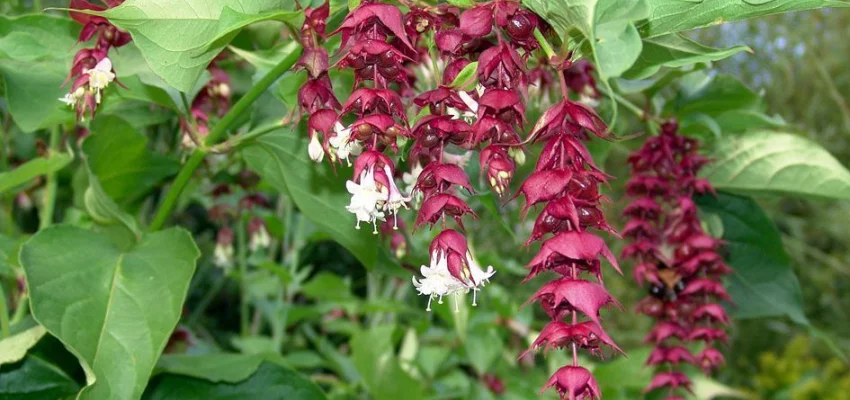 LEYCESTERIA formosa - Arbre aux faisans