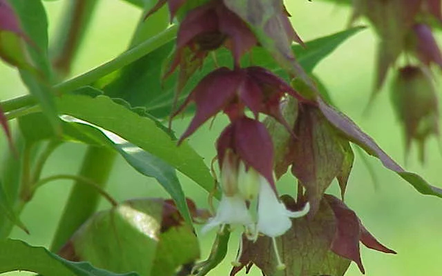 LEYCESTERIA formosa - Arbre aux faisans