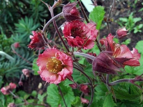 GEUM 'Bell Bank' - Benoîte