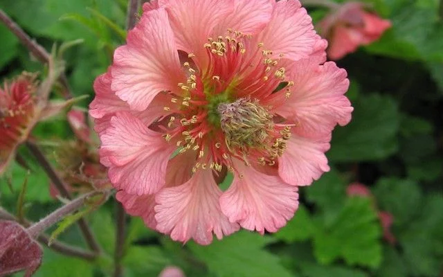 GEUM 'Bell Bank' - Benoîte