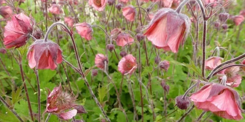 GEUM 'Bell Bank' - Benoîte