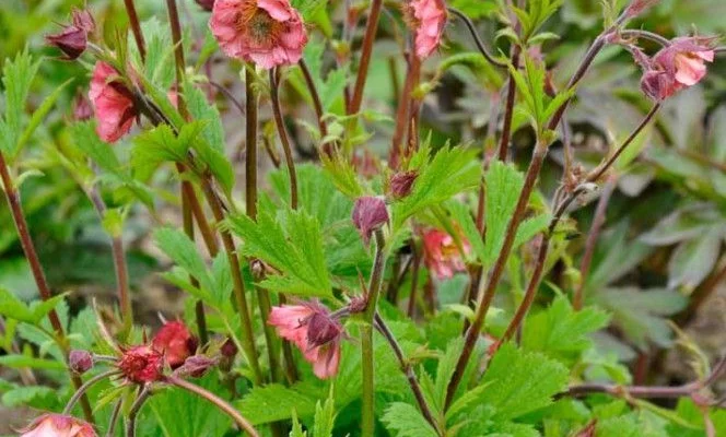 GEUM 'Bell Bank' - Benoîte