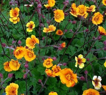 GEUM 'Carlskaer' - Benoîte