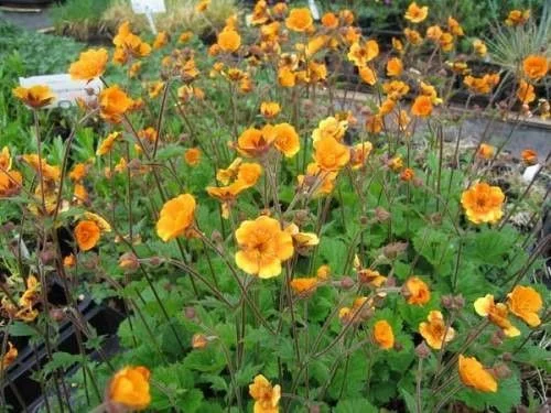 GEUM 'Carlskaer' - Benoîte