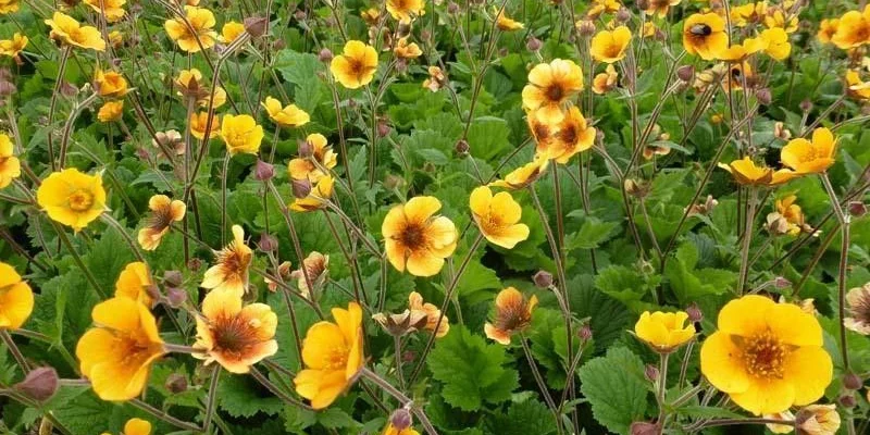 GEUM 'Carlskaer' - Benoîte