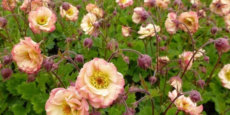 GEUM 'Cosmopolitan'® - Benoîte