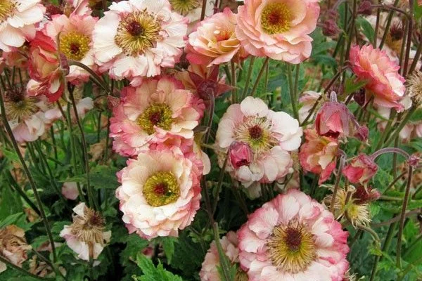 GEUM 'Cosmopolitan'® - Benoîte