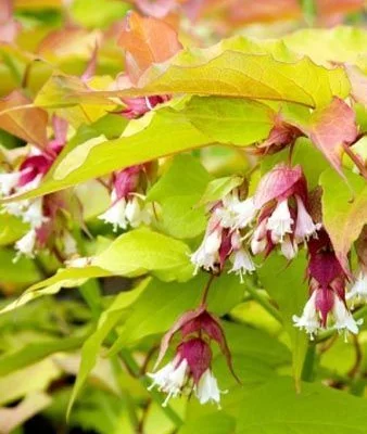 LEYCESTERIA formosa 'Golden Lanterns' - Arbre aux faisans doré