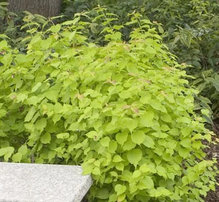 LEYCESTERIA formosa 'Golden Lanterns' - Arbre aux faisans doré