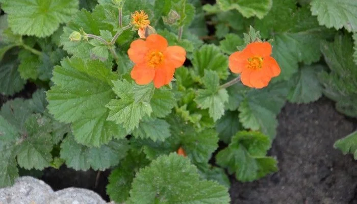 GEUM 'Sigiswang' - Benoîte