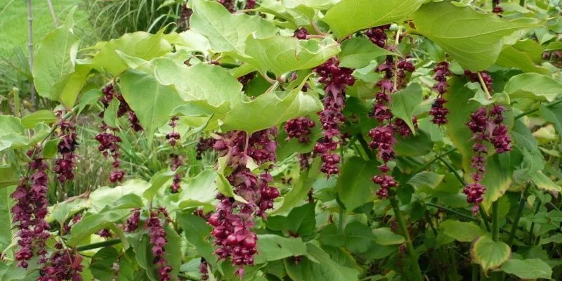 LEYCESTERIA formosa 'Purple Rain' - Arbre aux faisans 'Purple Rain'