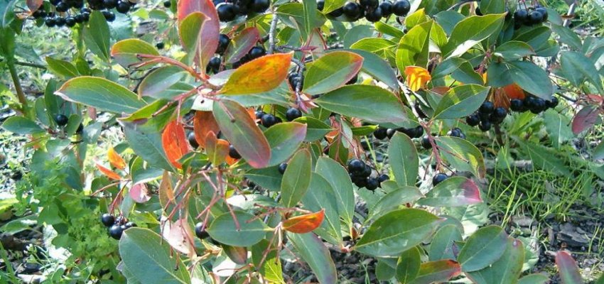 ARONIA melanocarpa - Aronie à fruits noirs