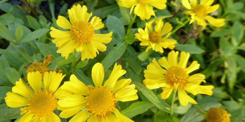 HELENIUM 'Sonnenwunder' - Hélénie