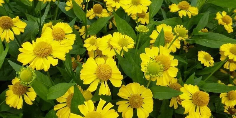 HELENIUM 'Tijuana Brass' - Hélénie