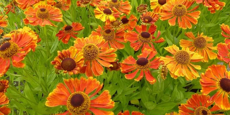 HELENIUM 'Wonadonga'