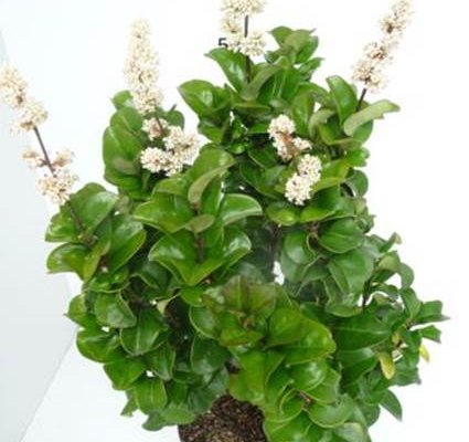 LIGUSTRUM japonicum 'Rotundifolium' - Troène du Japon 'Rotundifolium'