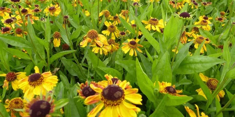 HELENIUM 'Wyndley'