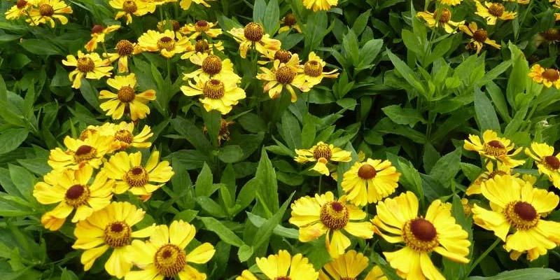 HELENIUM 'Zimbelstern' - Hélénie, Marguerite d'automne