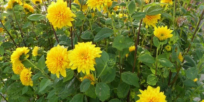 HELIANTHUS decapetalus 'Plenus'