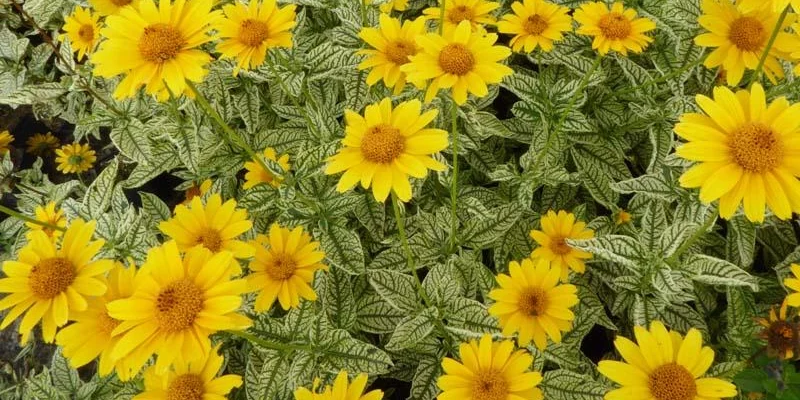 HELIOPSIS helianthoides 'Loraine Sunshine'®