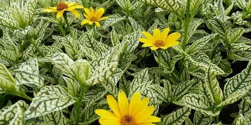 HELIOPSIS helianthoides 'Loraine Sunshine'®