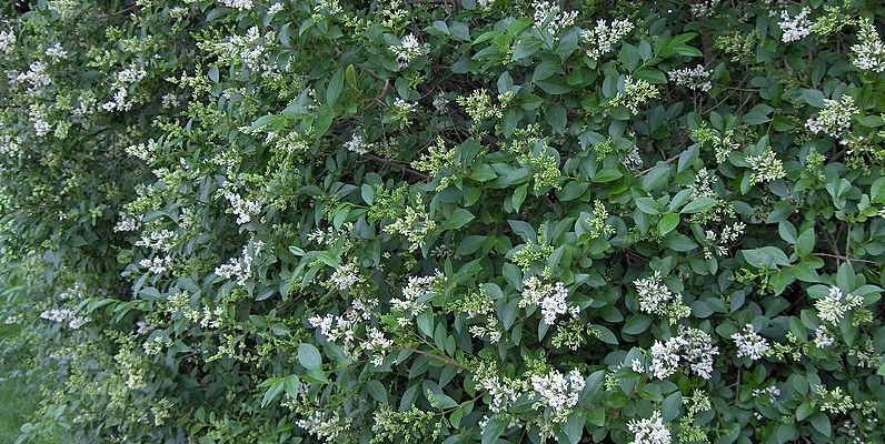 LIGUSTRUM ovalifolium - Troène de Californie