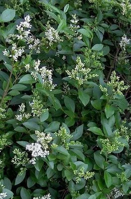 LIGUSTRUM ovalifolium - Troène de Californie