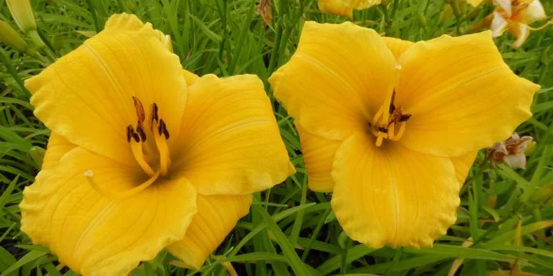 HEMEROCALLIS 'Bakabana' - Hémérocalle, Lis d'un jour