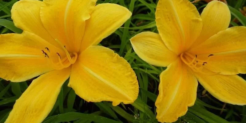 HEMEROCALLIS 'Cartwheels' - Hémérocalle, Lis d'un jour