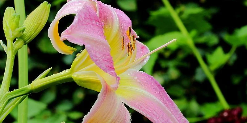 HEMEROCALLIS 'Catherine Woodbury' - Hémérocalle, Lis d'un jour