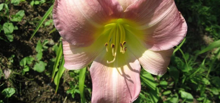 HEMEROCALLIS 'Catherine Woodbury' - Hémérocalle, Lis d'un jour