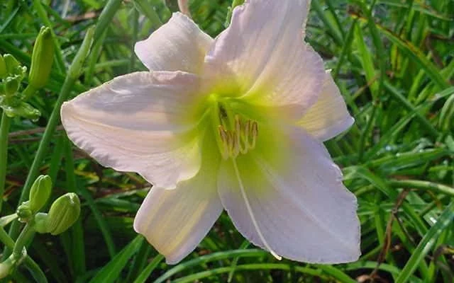 HEMEROCALLIS 'Catherine Woodbury' - Hémérocalle, Lis d'un jour